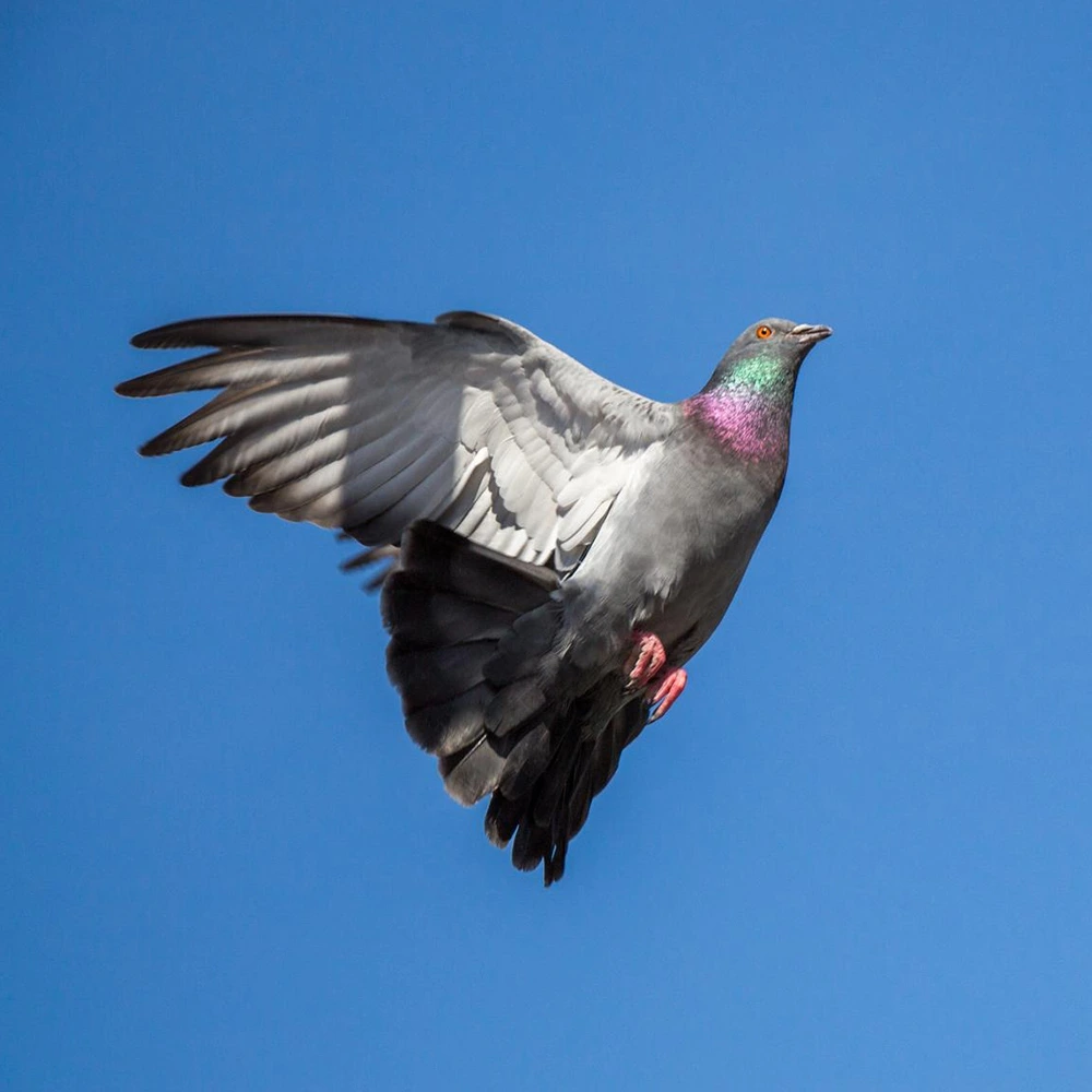 FAST PIGEON Energetic for Pigeons