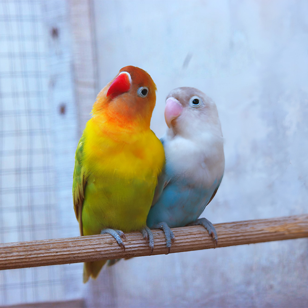 FERTILITY BIRD Bird Fertilization Supplement