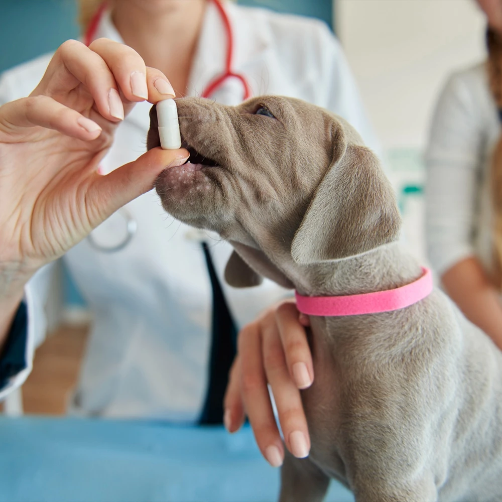 Flea and Tick for Dogs – 12 Tablet chew