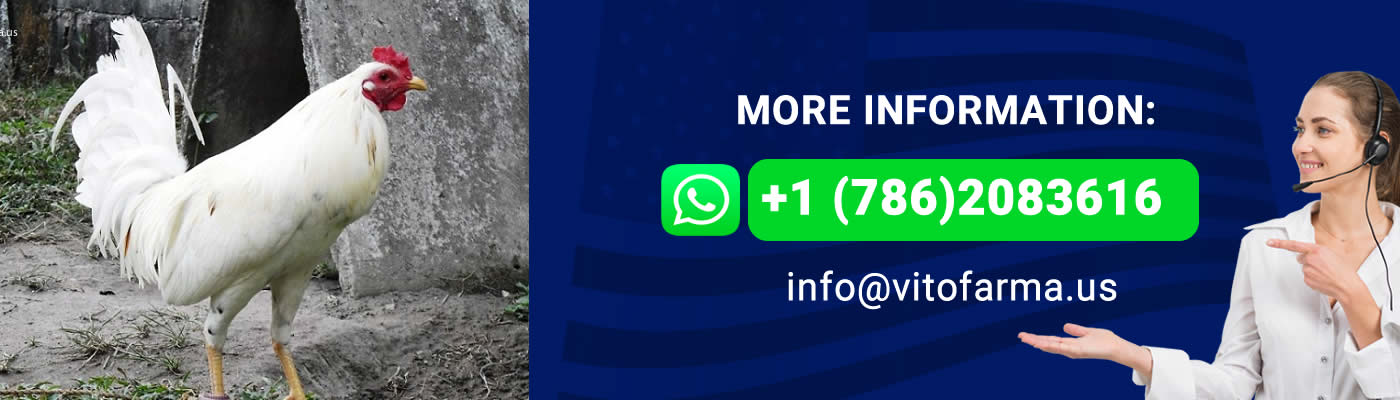 contact us Vitofarma USA