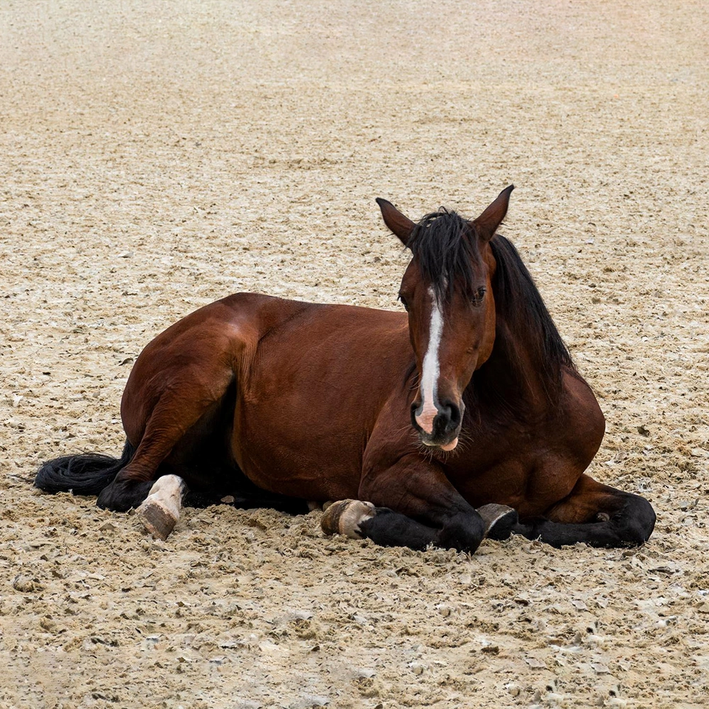 Full Air Horse Product – Natural product to relieve cough in Horses 500 ml