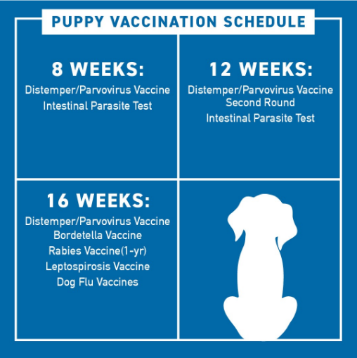 6 vaccines that your dog needs, yes or yes! / Vaccination schedule for puppies