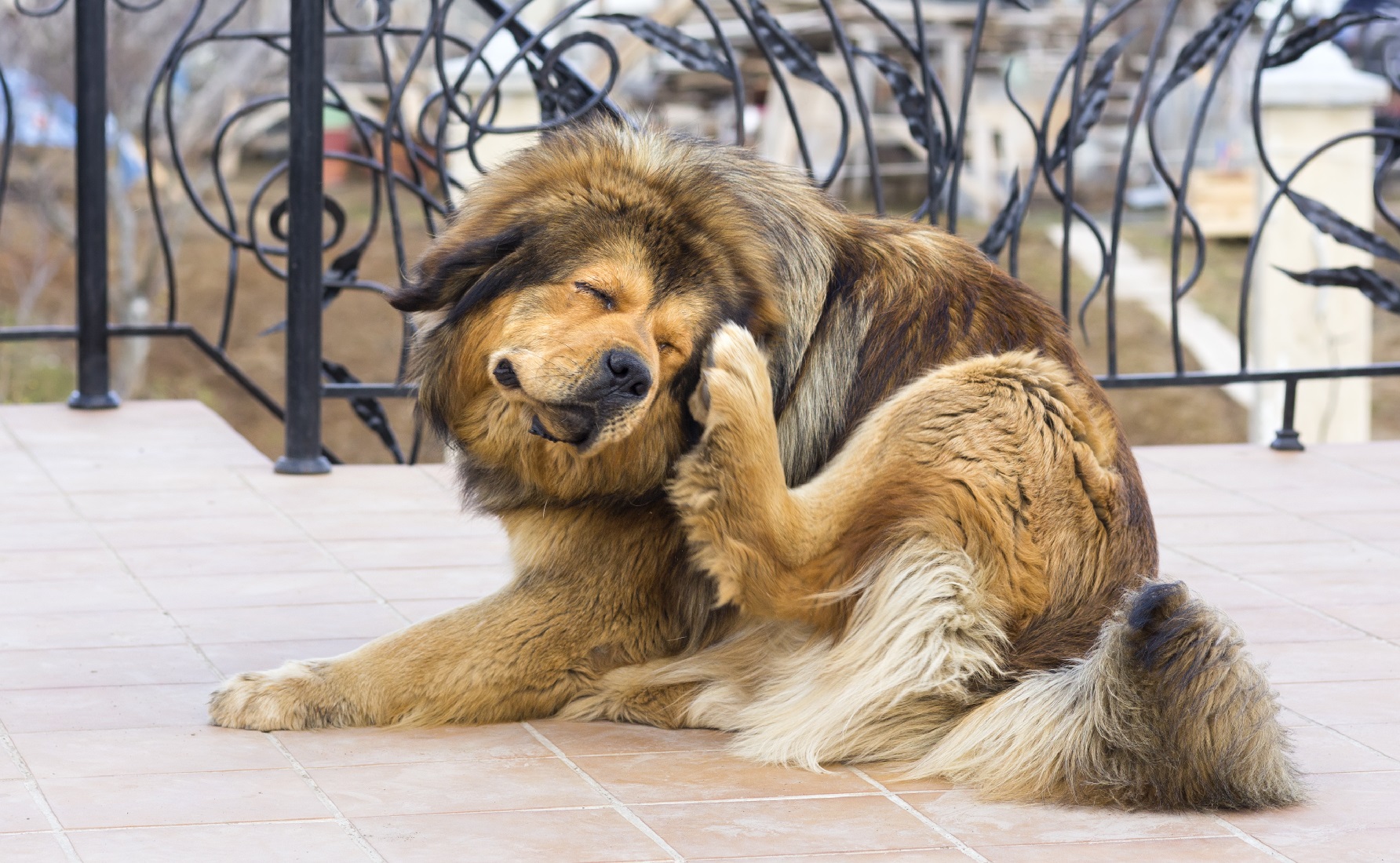 What To Do If My Puppy Has Fleas?