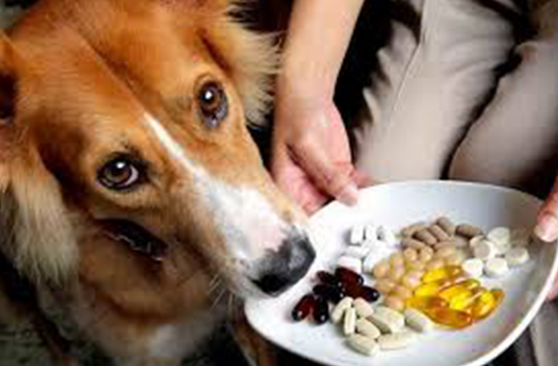 How To Supplement Our Dog's Diet?