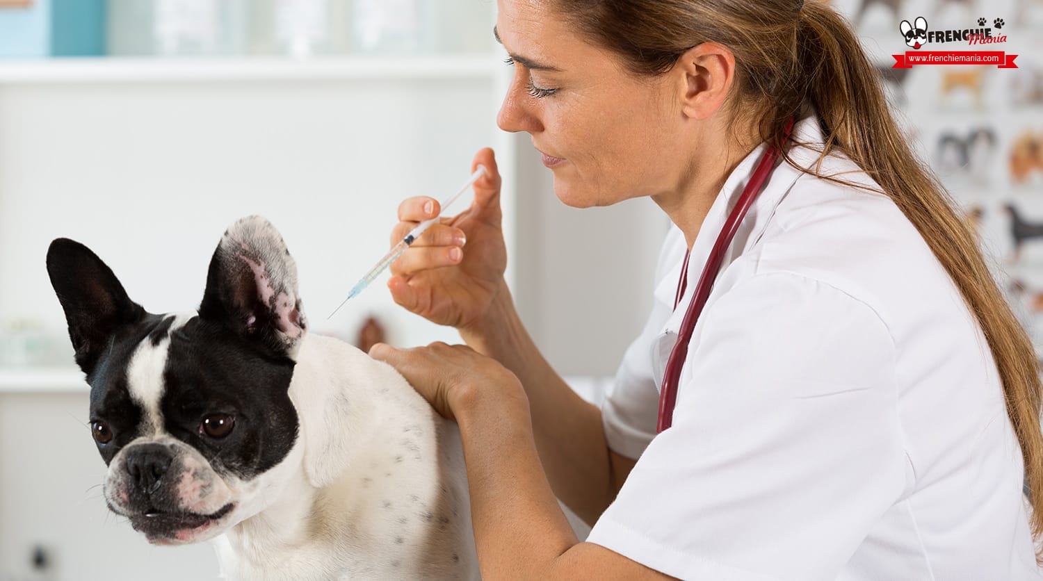 Do you want to know how to protect your puppy from a young age?