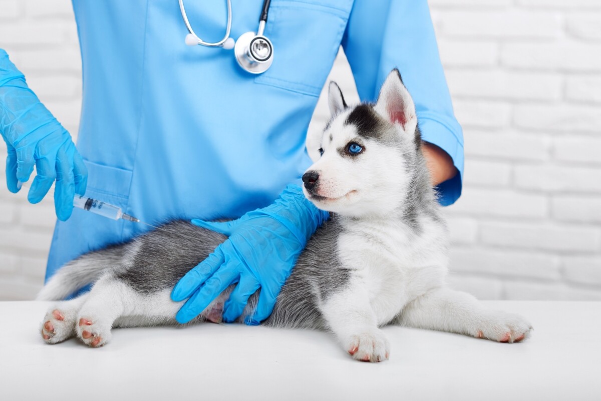6 Vaccines That Your Dog Needs, Yes or Yes!