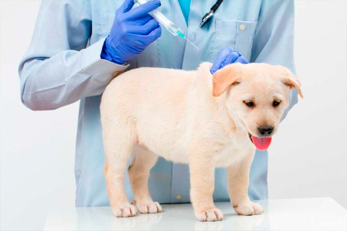 Do you want to know how to protect your puppy from a young age?