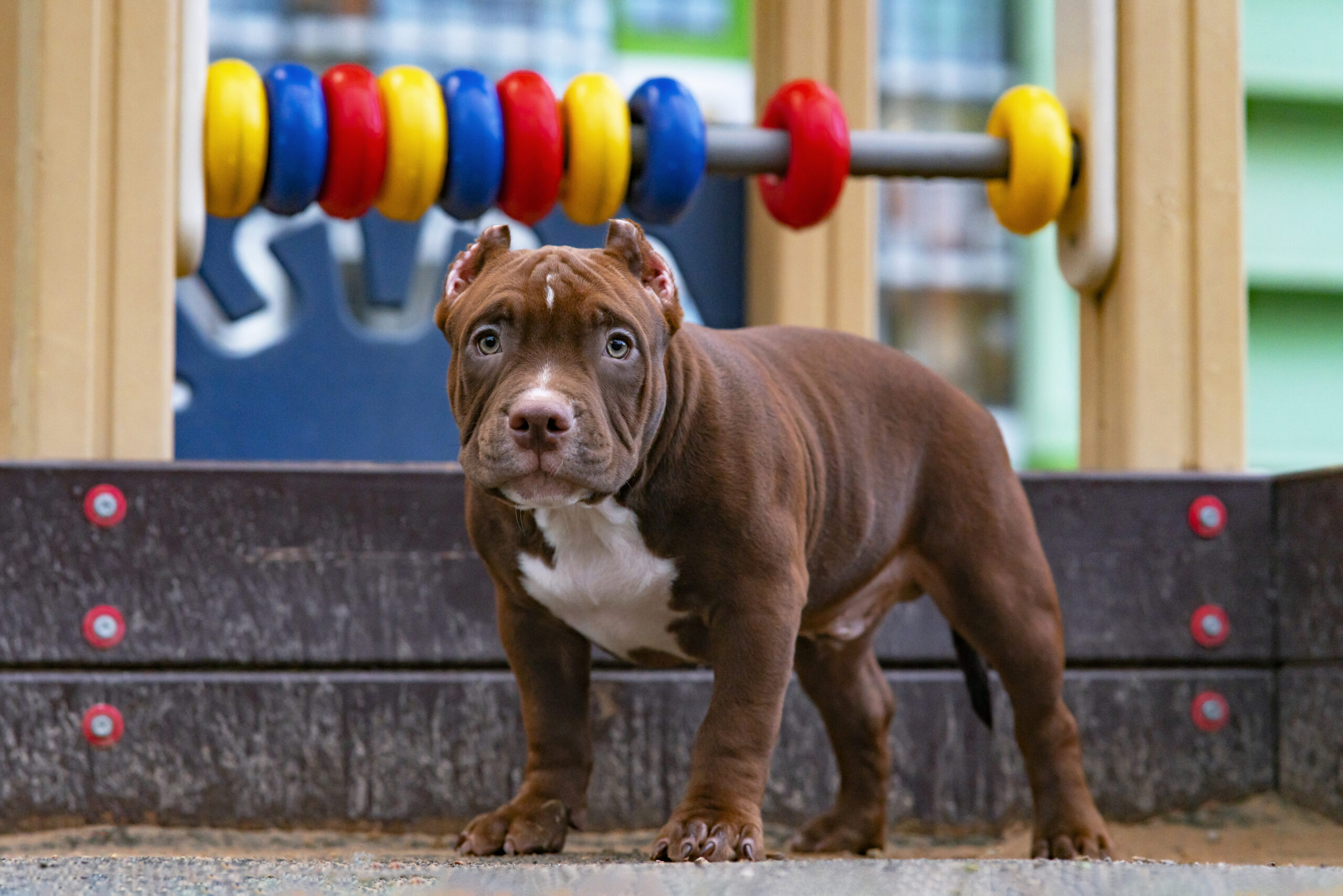 Basic training for pitbull pet dogs