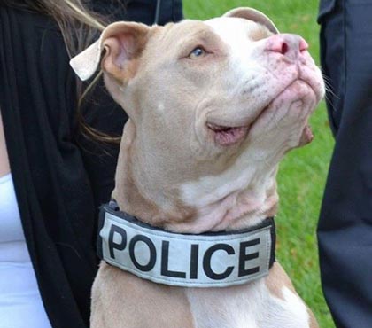 Police Pitbull Training
