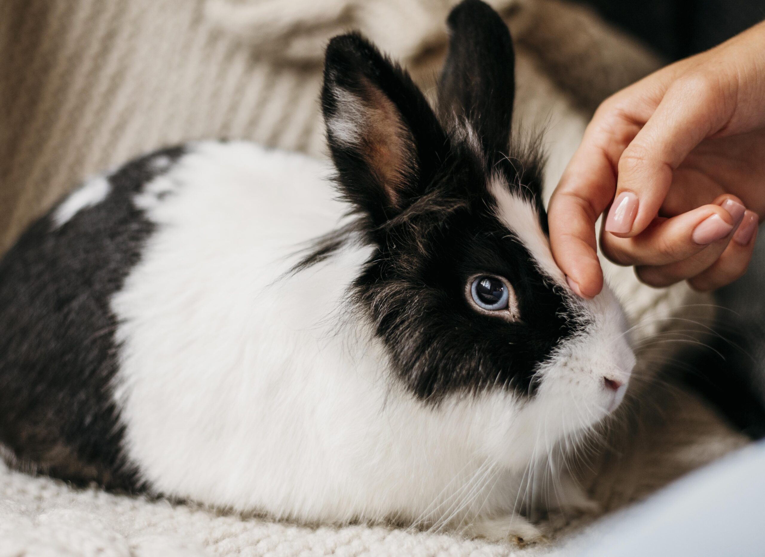 Recommendations to take into account when adopting a rabbit