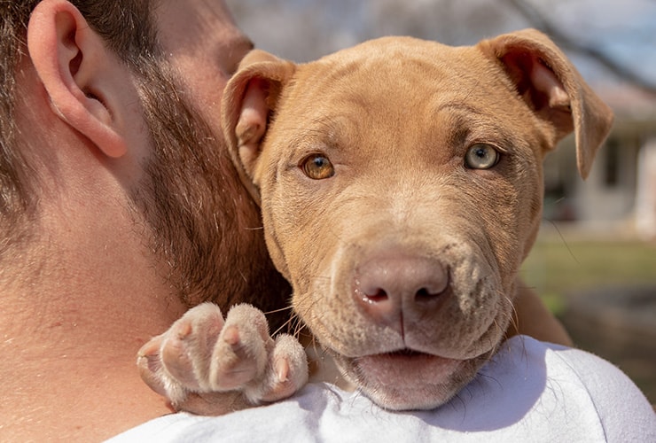 Training for Pitbull therapy dogs