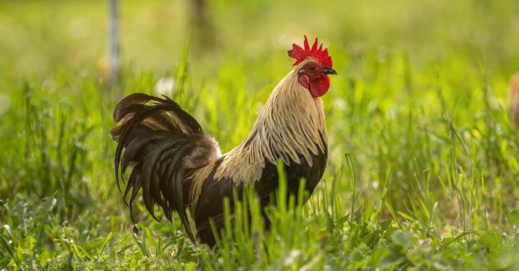 VITAMINS FOR ROOSTERS AND YOUNG CHIKENS