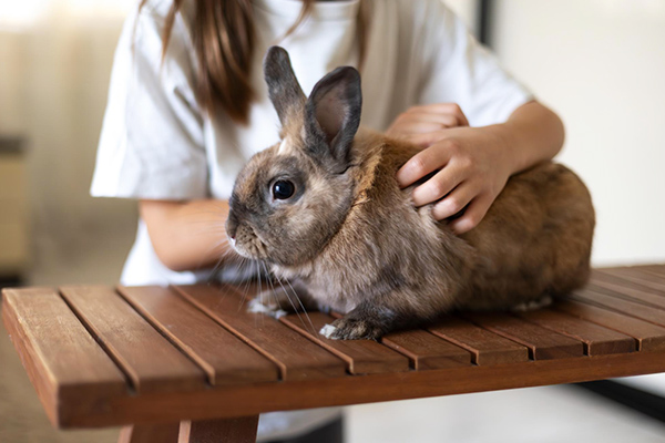 Complete Guide to Basic Rabbit Care