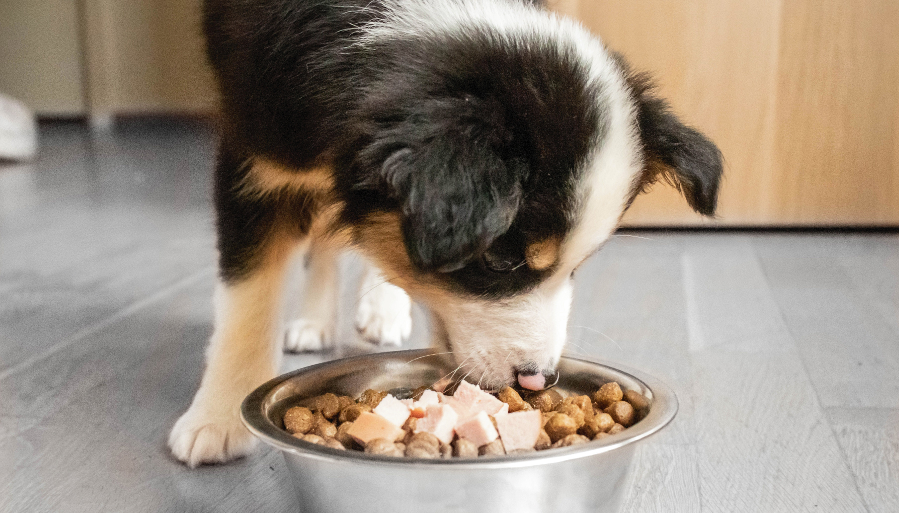 Una-mascota-que-disfruta-de-su-comida-o-suplemento-en-polvo-mezclado-con-la-comida