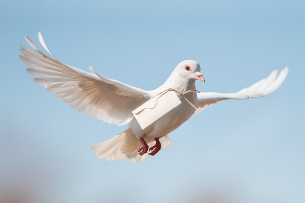 How to Train a Homing Pigeon: A Complete Guide