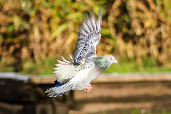 How to Train a Pigeon to Be Faster