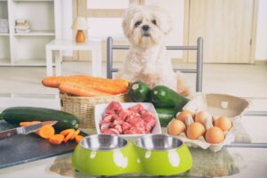 supplement for dogs