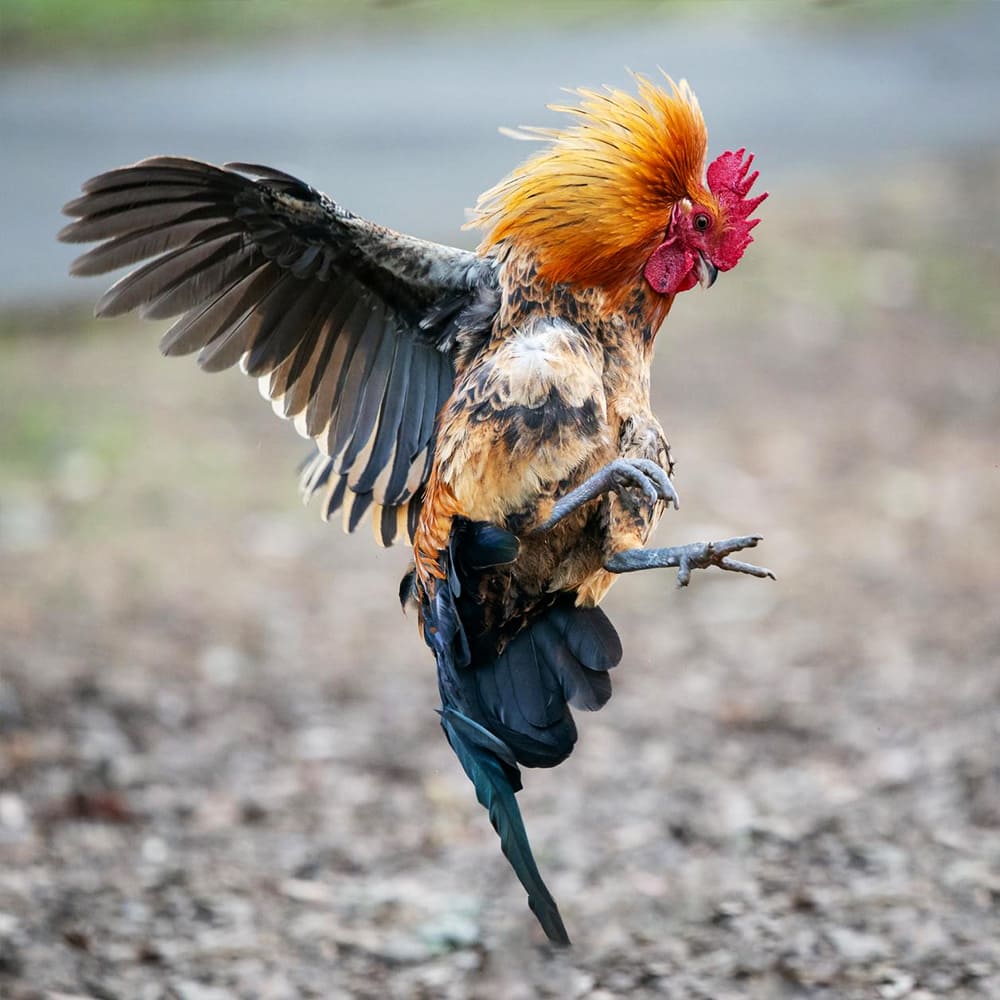 Coccitrin 100 tablets – Coccidia and diarrhea control