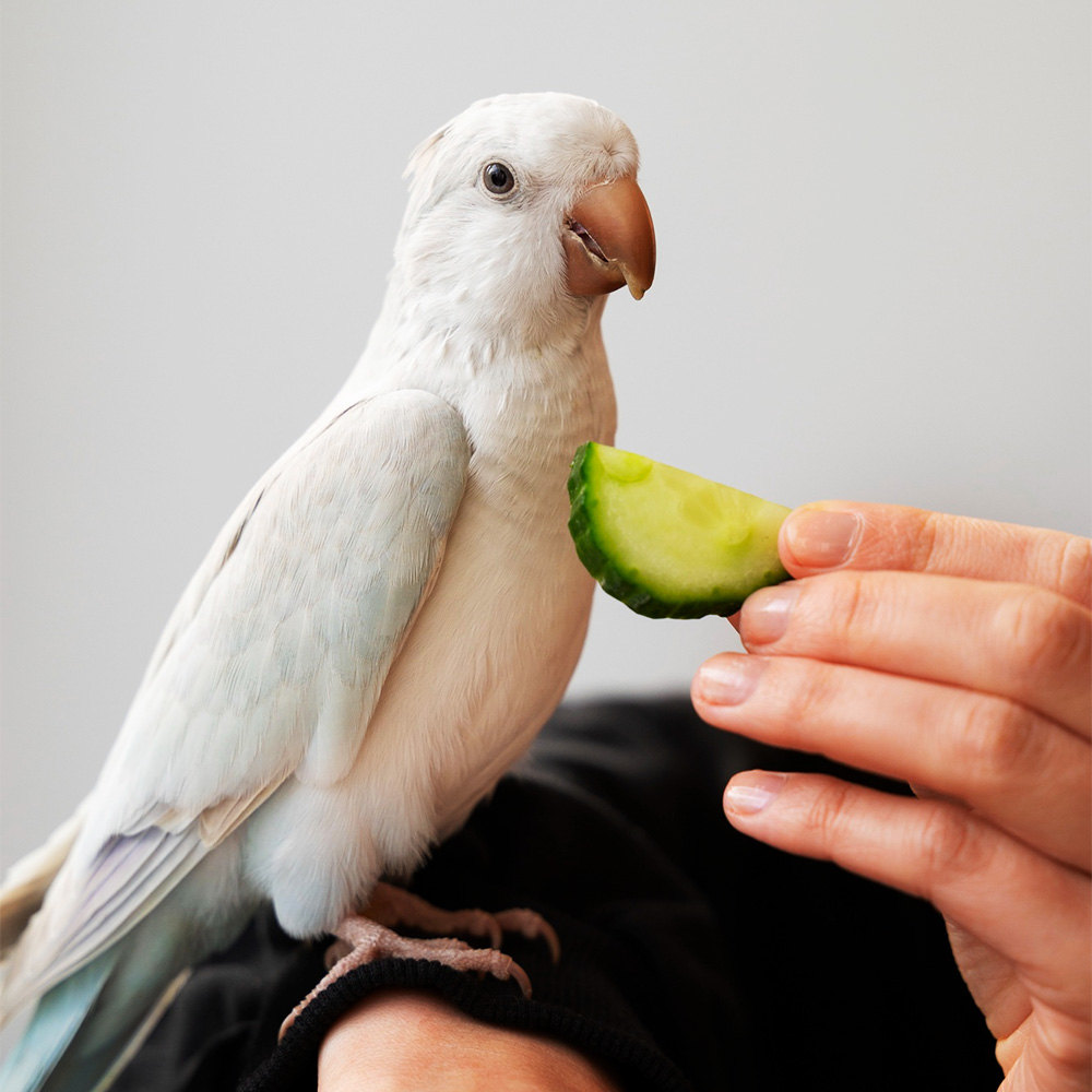 Dewormer Forte for birs – Liquid 500 ml