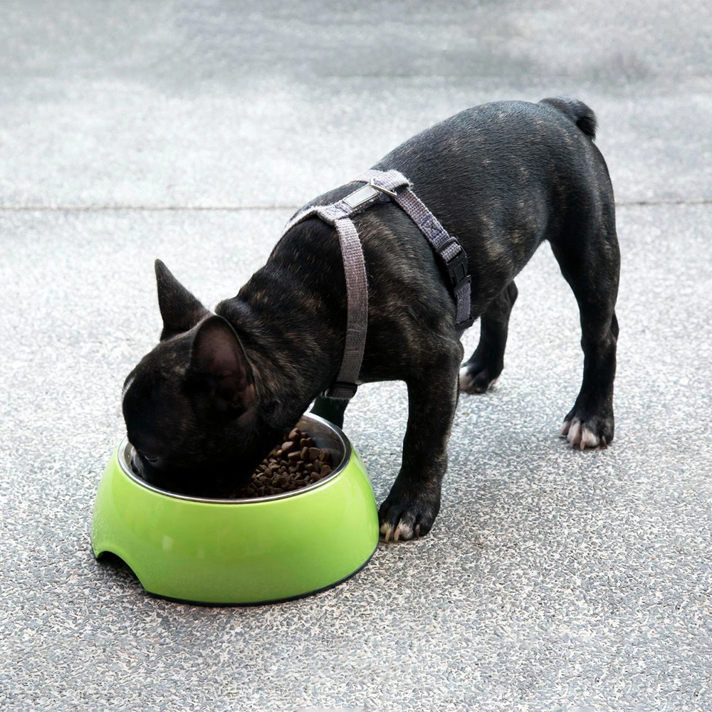 High Calorie Supplement for dogs BRANDY 500 ml