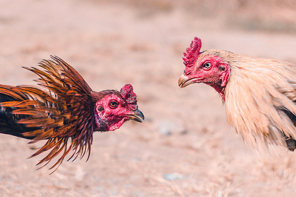 Balanced nutrition in fighting cock training