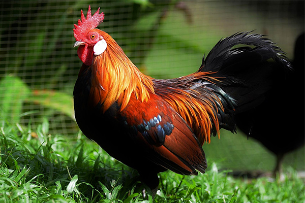 Facts and Curiosities About Roosters
