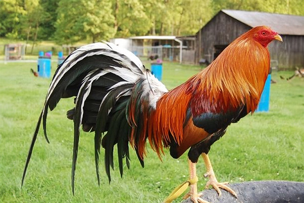 Sweater Gamefowl: origins, characteristics, feeding, and care