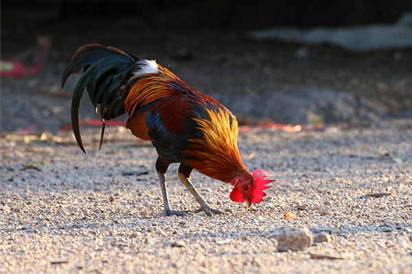 The best Vitamins for Roosters to increase Strength and Vitality.