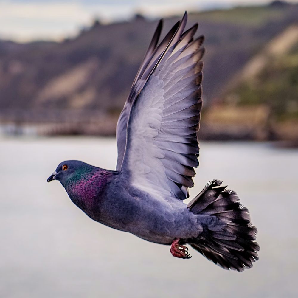 Antibiotic Anti-Inflammatory – Roncoxilin Birds 70 g