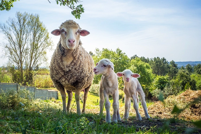 Guide to Successful Sheep Farming: Comprehensive Care and Nutrition