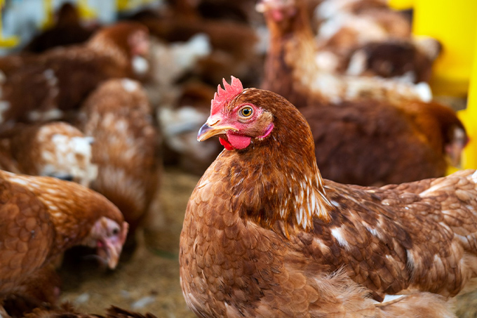 How to Raise Healthy and Productive Laying Hens