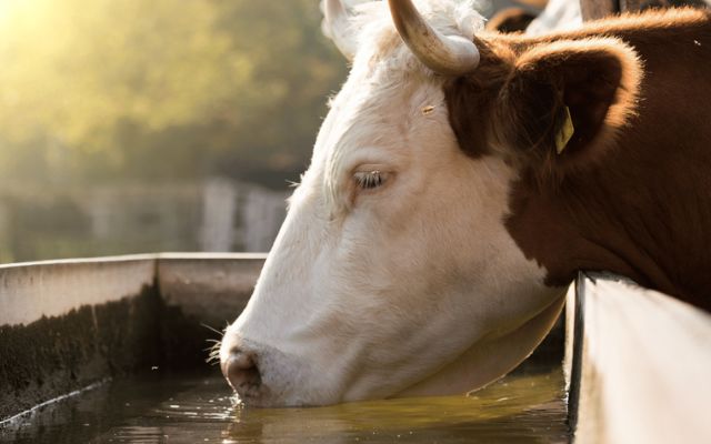 Stress in Farm Animals: Causes, Signs, and Nutritional Support